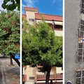 Decoro urbano, la segnalazione di Spazio Civico Bisceglie