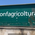 Emergenza Xylella, Di Niso Confagricoltura: «No allarmismi, bisogna seguire con fiducia le linee guida dell'Osservatorio fitosanitario»