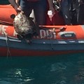 Un'altra emozionante liberazione in mare di caretta caretta