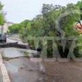 Altro albero caduto nei pressi della scuola Monterisi