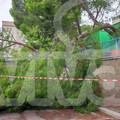 Maltempo: cade un albero alla scuola Monterisi