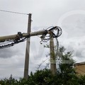 Carrara Enziteto, albero cade per il vento e colpisce un palo della luce