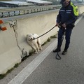 La Polizia Locale salva uno splendido esemplare di pastore maremmano