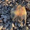 Carcassa di tartaruga rinvenuta alla Spiaggia del Pretore