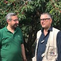 Crisi del settore cerasicolo, visita di Vittorio Fata presso alcune aziende agricole