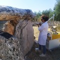 Restaurato il Dolmen della Chianca di Bisceglie dopo gli atti vandalici di maggio 2023