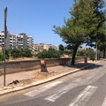 «Mattanza di alberi, Bisceglie da bandiera nera. Presenteremo un esposto in Procura»