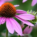 L'echinacea