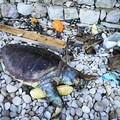 Tartaruga spiaggiata in zona Salsello
