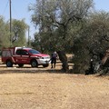 Ulivo secolare in fiamme su un terreno prospiciente la provinciale Bisceglie-Ruvo