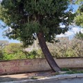 Alberi, Spazio Civico: «Le nostre segnalazioni non sono mai state ascoltate»