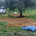 Guardie Campestri di Bisceglie sventano furto d'olive