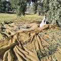 Nuovo furto di olive sventato dalle Guardie Campestri di Bisceglie