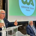 Xylella, Sicolo (Cia): «Si sta giocando col fuoco, a rischio Bari, Bat e nord Puglia»