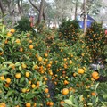 Il kumquat