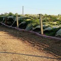 Vigneto abbattuto in contrada Addario: paura tra gli agricoltori