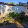 Crolla un ramo di pino in viale Ponte Lama a Bisceglie