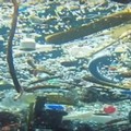 Più pesci o più plastica? Il videoreportage dei 5 stelle nel mare di Bisceglie