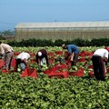 Agricoltura, Confagricoltura Bari-BAT: «Reclutamento manodopera prioritario per garantire i raccolti»