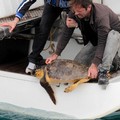 Liberate al porto di Bisceglie le tre tartarughe salvate dal Wwf di Molfetta