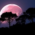 Un'eclissi quasi anomala: anche a Bisceglie si potrà ammirare la luna delle rose