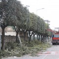 Interventi di manutenzione del verde nelle scuole e per le vie della città