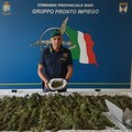 Trentenne biscegliese ai domiciliari per possesso di marijuana