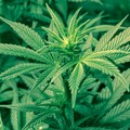 Marijuana: cresce l’interesse del mercato