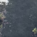 Invasione di moscerini a Bisceglie: numerose le segnalazioni