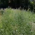 «L'erba è alta oltre due metri». Pro Natura denuncia l'abbandono di Orto Schinosa