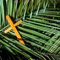 Messe della domenica delle palme nelle parrocchie biscegliesi