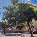Albero rimosso, la nota di Spazio Civico Bisceglie