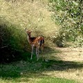 Un giovane daino avvistato sulla Bisceglie-Molfetta: l'appello del Wwf per rintracciarlo