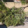 Ennesimo ramo spezzato a Bisceglie