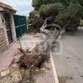 Grosso albero crolla in via della Libertà: tragedia sfiorata