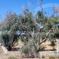 Nuovo olivo positivo alla Xylella a Bisceglie