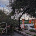 Zona 167, cede un grosso ramo di albero in via Alceo Dossena