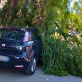 Cade ramo nell'area esterna dell'ospedale: auto in sosta danneggiata