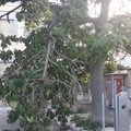 Grosso ramo d'albero si spezza davanti al parcheggio della stazione