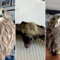 Sempre più fauna selvatica al centro Wwf di Molfetta: è il punto di riferimento della Bat