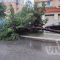 Maltempo a Bisceglie, cade un albero in via degli Artigiani