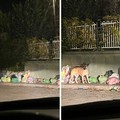 Randagismo e rifiuti nel quartiere Sant’Andrea di Bisceglie