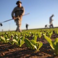Pericolo siccità, netto calo della produzione agricola in Puglia