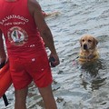 Una giornata in spiaggia coi cani da salvataggio