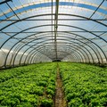 Serre di fiori e piante a rischio: l'allarme di Coldiretti Puglia