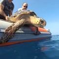 Liberata a Bisceglie una tartaruga Caretta Caretta