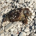 Tre tartarughe spiaggiate nelle ultime 48 ore, è emergenza