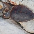 Tartaruga spiaggiata sulla litoranea di Levante