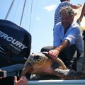 In corso il monitoraggio delle tartarughe del medio e basso Adriatico