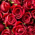 Rose rosse all'orto botanico con i soldi del concerto annullato di Massimo Ranieri